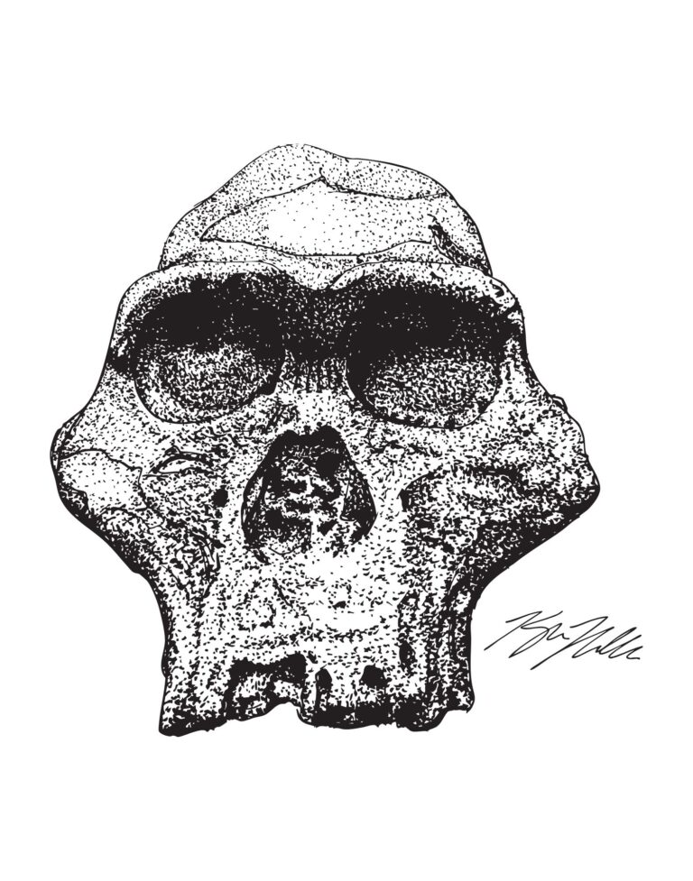 Australopithecus