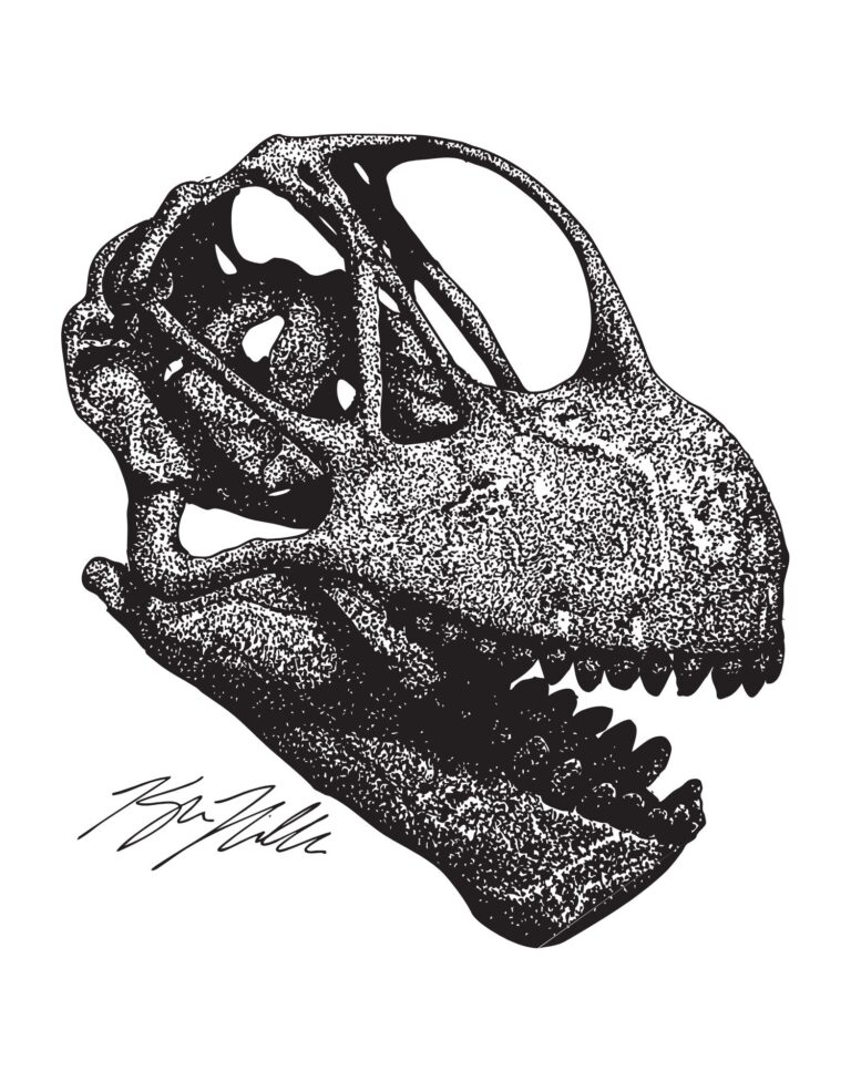 Camarasaurus