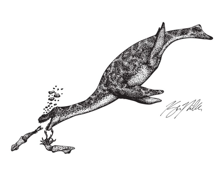 Cryptoclidus