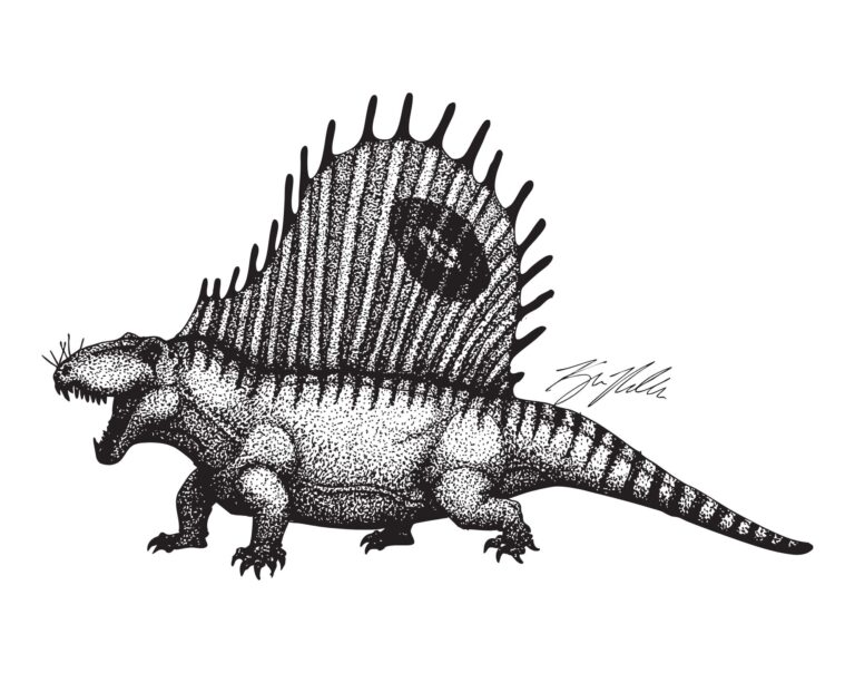 Dimetrodon