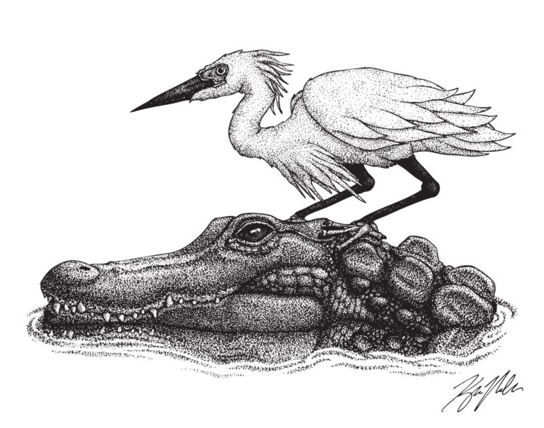 Gallimimus (2)